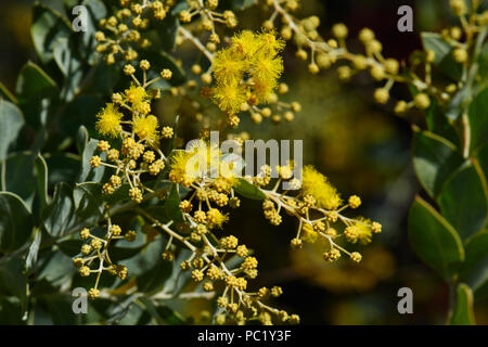 Kamel Baum Blumen Stockfoto