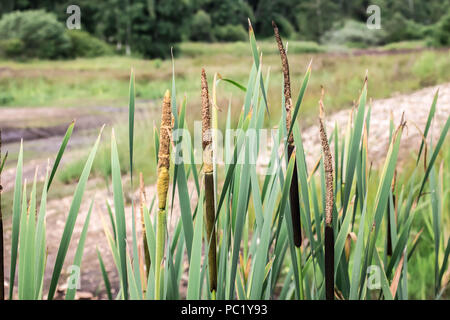 Blütenstand - die Spitzen von Typha latifolia Stockfoto