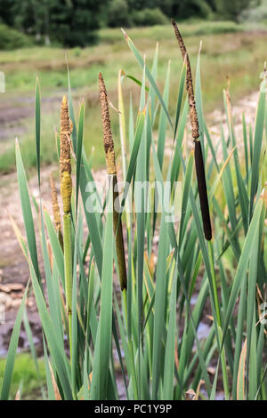 Blütenstand - die Spitzen von Typha latifolia Stockfoto