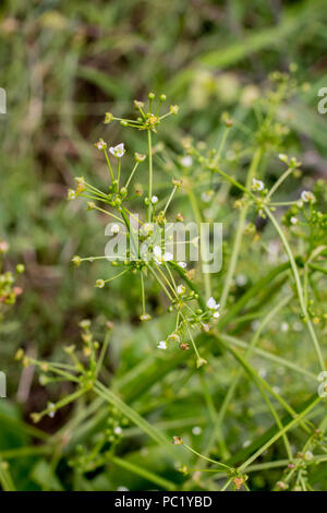 Kleinen weißen Blüten der Europäischen Wasser-wegerich/Alisma plantago-Aquatica Stockfoto