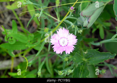 Kleine rosa Blume auf die natürlichen Hintergrund Stockfoto
