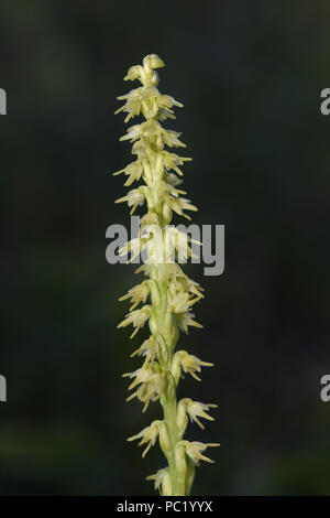 Moschus Orchid (Herminium monorchis) Blüte Spike, Estland, Juli Stockfoto