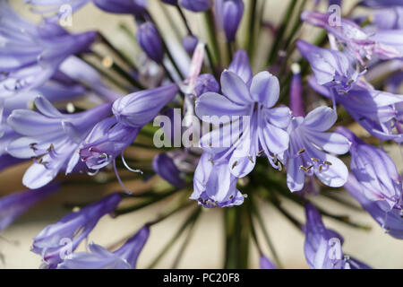 Agapanthus Blume im Garten Stockfoto