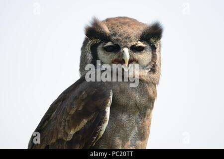 Porträt eines Vereaux Uhu Stockfoto