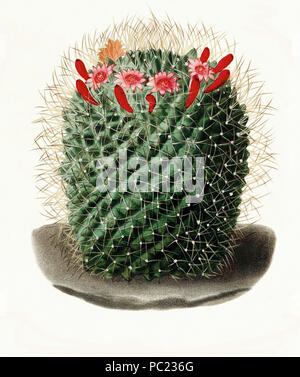 390 Mammillaria obconella Lem Stockfoto