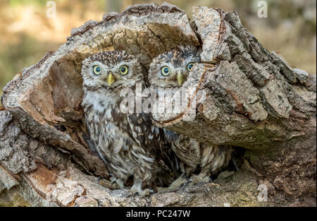 Eulen, zwei kleine Eulen, Wissenschaftlicher Name: Athene noctua, saßen zusammen in einem gefallenen Baumstamm. Nach vorne zeigt. Horizontale. Stockfoto