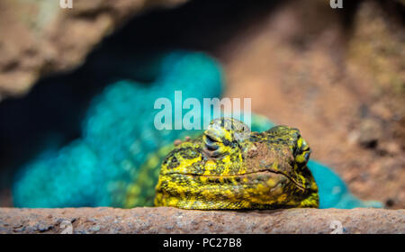 Männliche collared Lizard mit blau-grün und gelb-braunen Kopf Stockfoto