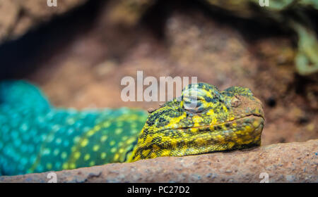 Männliche collared Lizard mit blau-grün und gelb-braunen Kopf Stockfoto