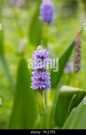 Pontederia cordata Blumen im Sommer. Stockfoto