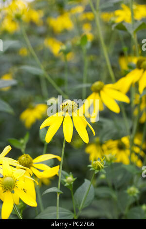 Rudbeckien baumannii Blumen. Stockfoto