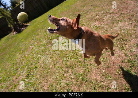 Süße Jack Russell Terrier Hund in Bewegung und Spass sprang in die Luft jagen Tennis ball herum, verrückt, einen Ball zu fangen, wie zu holen Stockfoto