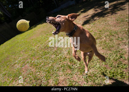 Süße Jack Russell Terrier Hund in Bewegung und Spass sprang in die Luft jagen Tennis ball herum, verrückt, einen Ball zu fangen, wie zu holen Stockfoto