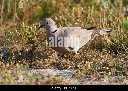 Sehr detaillierte Foto von turteltaube. Im Norden von Portugal. Flache Freiheitsgrad. Stockfoto