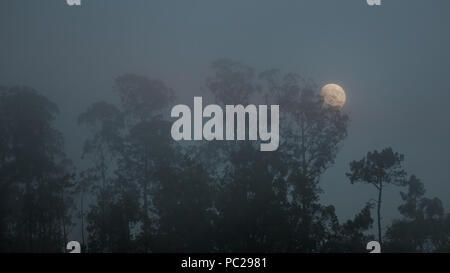 Mondaufgang über einen nebligen Wald in der Dämmerung Stockfoto