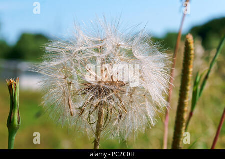 Große flauschige Löwenzahn, die Blume der Schwarzwurzeln, Tragopogon Stockfoto