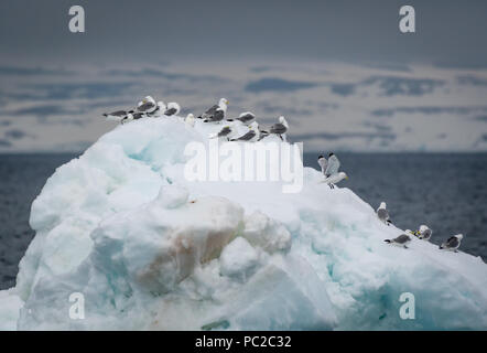 Eine Herde von schwarz-legged Dreizehenmöwen ruht auf einem Eisberg vor der Küste von Spitzbergen, Norwegen. Stockfoto