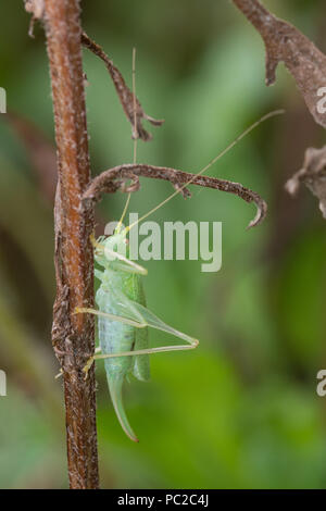 Super Green Bush Cricket (Tettigonia Viridissima) in einer britischen Garten Stockfoto