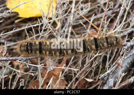 Oak eggar Motte Caterpillar (Lasiocampa quercus) in Heide in Hampshire, Großbritannien Stockfoto