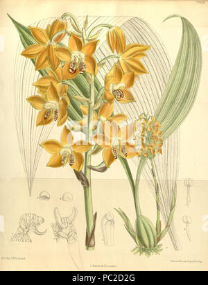 440 Neomoorea irrorata Wallisii (wie Moorea) - Curtis' 118 (Ser. 3 Nr. 48) pl. 7262 (1892) Stockfoto