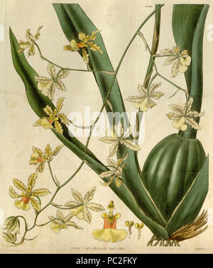 456 Oncidium altissimum (jacq.) Sw. - Curtis v. 57 (1830) pl. 2990 Stockfoto