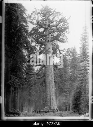 Ca ca. 16 montiert Soldaten von F Truppe stand vor der "Grizzley Giant", ein großer Baum in Mariposa Grove im Yosemite National Park, Kalifornien,. 1902 (CHS-1179). Stockfoto