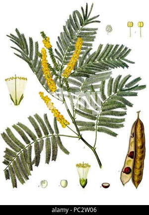 Acacia catechu - Köhler - s Medizinal-Pflanzen-003. Stockfoto