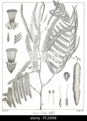 Acacia catechu Govindoo. Stockfoto