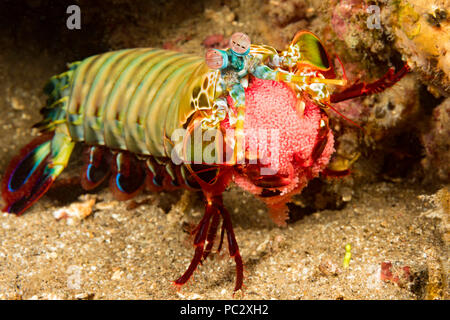 Ein Pfau mantis Shrimps, Odontodactylus scyllarus und trug eine helle rote Ei Masse, Philippinen. Stockfoto