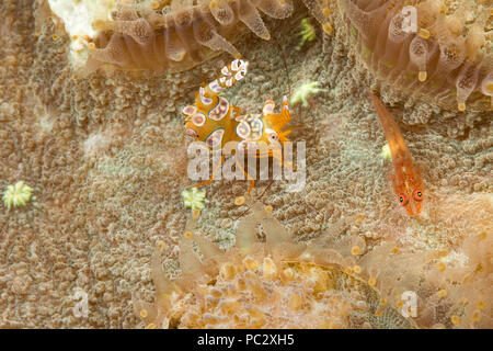 Ein Blick auf eine Koralle Grundel, Bryaninops Loki und einem squat Shrimp, Thor amboinensis, zwischen Korallenpolypen, Philippinen. Stockfoto