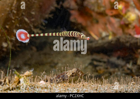Dieses Weibchen Gebänderte Seenadeln, Dunckerocampus dactyliophorus, ist im Bild oben einen sandigen Boden mit Skelett Garnelen, Caprellide sp. Unzählige nu Stockfoto
