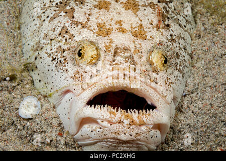 Die Stargazer, Uranoscopus chinensis, ist ein Hinterhalt Predator, die während des Tages begraben bleibt, nur die Augen und Mund sichtbar. Diese Sorte c Stockfoto