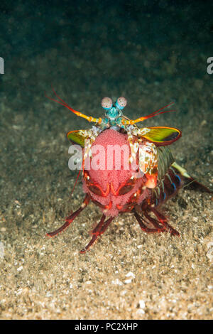 Ein Pfau mantis Shrimps, Odontodactylus scyllarus und trug eine helle rote Ei Masse, Philippinen. Stockfoto