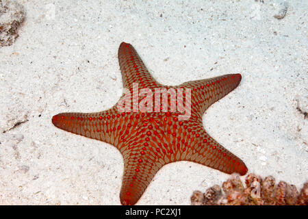 Knorrige Seastar, Pentaceraster cumingi, auch als Panamic Cushion Sea Star bekannt, ist in der Regel weit unter 100 Fuß, Hawaii gefunden. Stockfoto