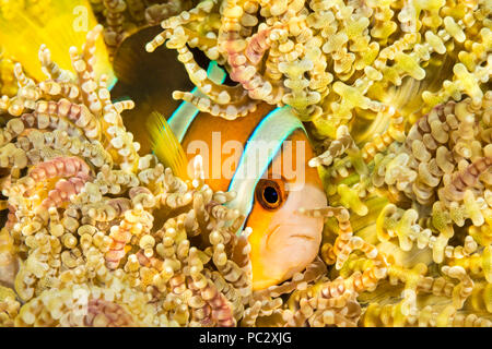 Clark, anemonenfischen Amphiprion clarkii, in Perlen Seeanemone, Heteractis Aurora, Philippinen. Stockfoto