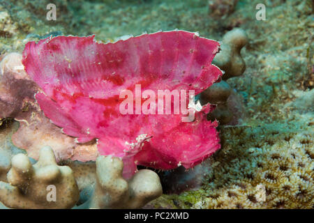 Die leaf Scorpionfish, Taenianotus triacanthus, keine giftigen Flossenstacheln besitzen und erreicht etwa 4 cm in der Länge, Yap in Mikronesien. Stockfoto