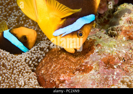 Dieses Paar von Clarks, anemonenfischen Amphiprion clarkii, tendenziell thier Eimasse, als sie Platz neben dem Schutz der Anemone, Yap, Mi Stockfoto