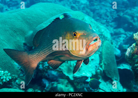 Red Snapper, Lutjanus bohar, Reinigungsstation, Yap in Mikronesien. Stockfoto