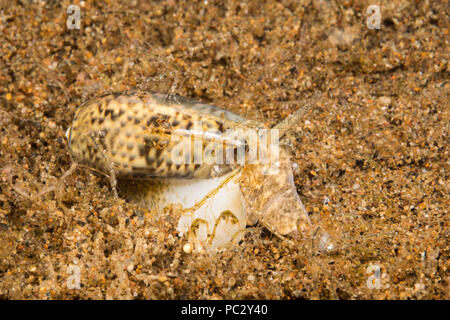 Dies ist eine Nahaufnahme eines beringt Olivenöl shell, Oliva annulata, nachts. Es Dutzende von Skelett Garnelen umgeben ist, Caprellide sp., welche Mischung perfec Stockfoto