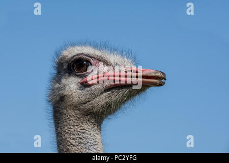 Eine Nahaufnahme Portrait eines Strauß Kopf Stockfoto