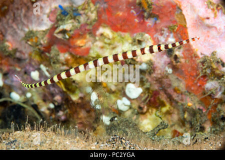 Dieses Weibchen Gebänderte Seenadeln, Dunckerocampus dactyliophorus, ist im Bild oben einen sandigen Boden mit Skelett Garnelen, Caprellide sp. Unzählige nu Stockfoto