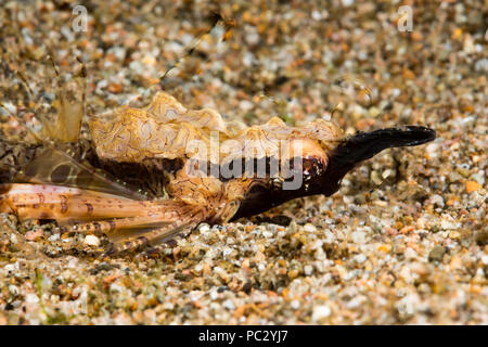 Dies ist eine Nahaufnahme eines kurzen dragonfish oder Pegasus meer Moth, Eurypegasus draconis. Es ist nur ein paar Zentimeter lang. Das verschwommene Linien im Wasser backgr Stockfoto