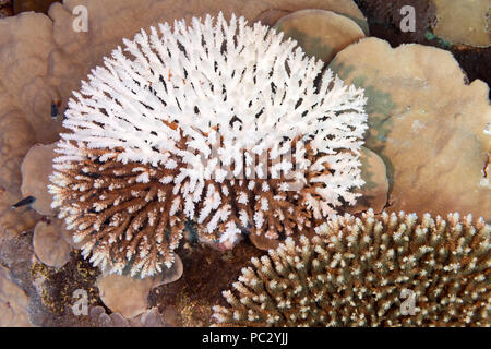 Diese harte Korallen Kolonie im Pazifik hat begonnen zu bleichen, Ausstoß der symbiotischen Zooxanthellen, Konsequenzen des globalen Klimawandels und Klima wa Stockfoto