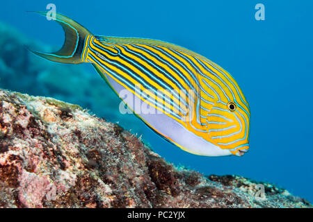 Die gestreiften Doktorfisch Acanthurus Lineatus, finden sich oft in der Nähe der Spitze des Riffs im Bereich Überspannungsschutz, Yap, Mikronesien. Stockfoto