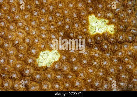 Diese harte Korallen Kolonie im Pazifik hat begonnen zu bleichen, Ausstoß der symbiotischen Zooxanthellen, Konsequenzen des globalen Klimawandels und Klima wa Stockfoto