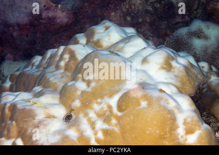 Diese harte Korallen Kolonie im Pazifik hat begonnen zu bleichen, Ausstoß der symbiotischen Zooxanthellen, Konsequenzen des globalen Klimawandels und Klima wa Stockfoto