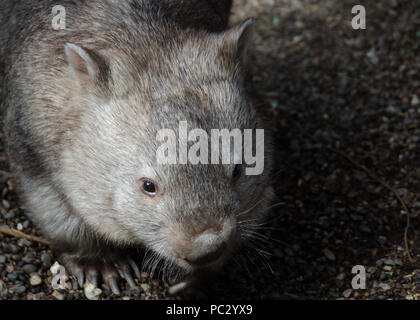 Mit Blick auf junge Wombat zu Fuß in Richtung Kamera. Wombat - einheimische australische Beuteltier der Wilden, Nahaufnahme. Stockfoto