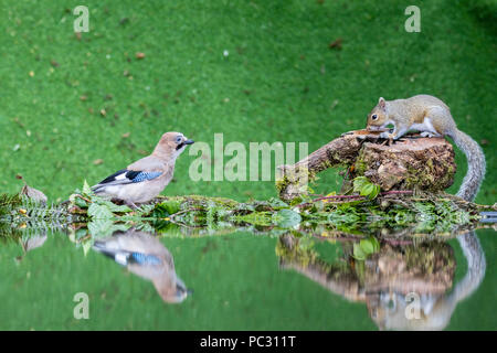 Jay und Eichhörnchen die Nahrungssuche an einem Teich Seite in der Mitte von Wales im Sommer Stockfoto