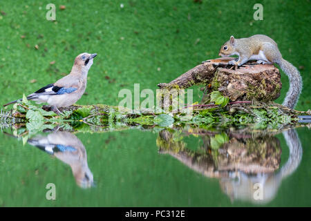 Jay und Eichhörnchen die Nahrungssuche an einem Teich Seite in der Mitte von Wales im Sommer Stockfoto