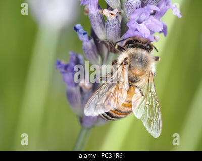 Honigbiene (Apis mellifera) Sammeln von Nektar auf Lavendelblüten Stockfoto