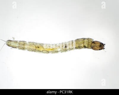 Midge larva (Chironomidae), ca. 2 mm in der Länge, Licht Schliffbild Stockfoto